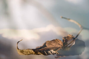 christoph-bertschinger, kuenstlerische-fotografie, wintern 3, schwebendes blatt