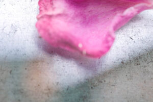 christoph-bertschinger, kuenstlerische-fotografie, wintern 4, rosenblatt