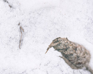 christoph-bertschinger, kuenstlerische-fotografie, wintern 5, zweiglein im schnee