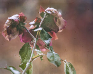 christoph-bertschinger, kuenstlerische-fotografie, wintern 6, rosenzweig