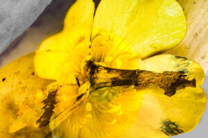 christoph-bertschinger, kuenstlerische-fotografie, monocolor 4, blüte mit banane, goldgelb
