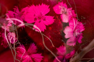 christoph-bertschinger, kuenstlerische-fotografie, monocolor 5, blüte mit radieschen, pink