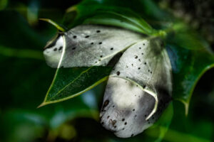 christoph-bertschinger, kuenstlerische-fotografie, monocolor 9, blüte mit stechpalme, dunkelgrün