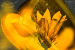 christoph-bertschinger, kuenstlerische-fotografie, monocolor 10, blüte mit peperoni, orange